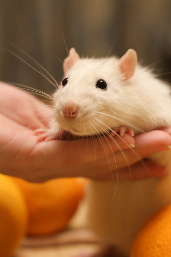 Decorative pet rat posing on the arm. Friendship with a pet, rodents as pets